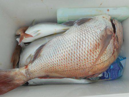 大進丸（愛知） 釣果