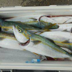 大進丸（愛知） 釣果