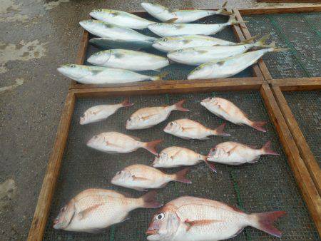 大進丸（愛知） 釣果