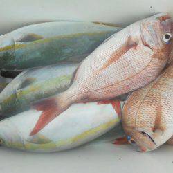 大進丸（愛知） 釣果