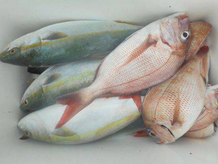 大進丸（愛知） 釣果