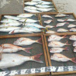 大進丸（愛知） 釣果