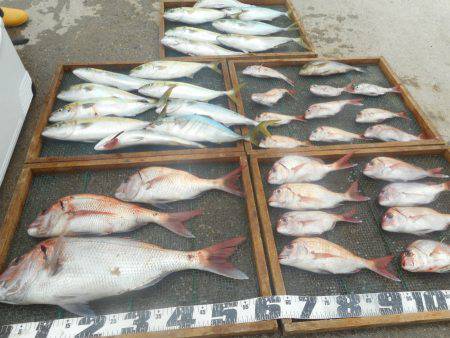 大進丸（愛知） 釣果