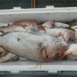 大進丸（愛知） 釣果