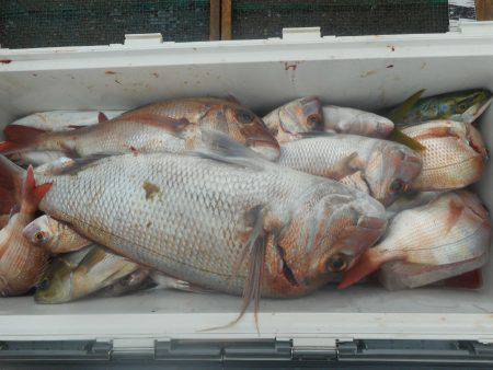 大進丸（愛知） 釣果