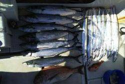 さぶろう丸 釣果