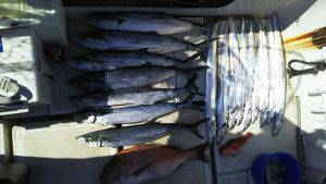 さぶろう丸 釣果