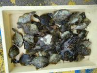 和歌山マリーナシティ釣り公園 釣果