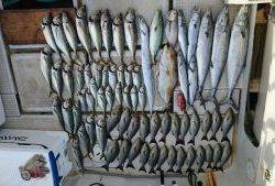 さぶろう丸 釣果