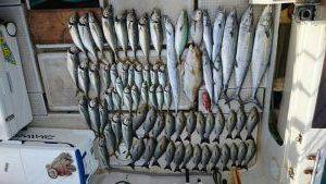 さぶろう丸 釣果