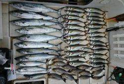 さぶろう丸 釣果