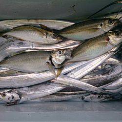 第二常豊丸 釣果