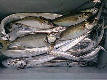 第二常豊丸 釣果