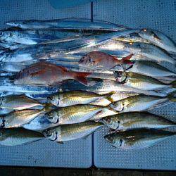 第二常豊丸 釣果