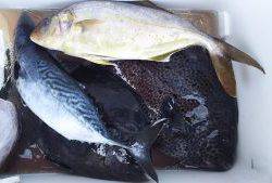 伊豆下田フィッシング 釣果