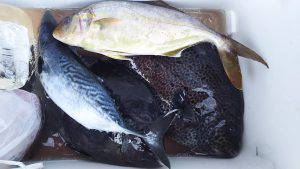 伊豆下田フィッシング 釣果