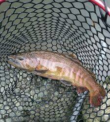 朝霞ガーデン 釣果