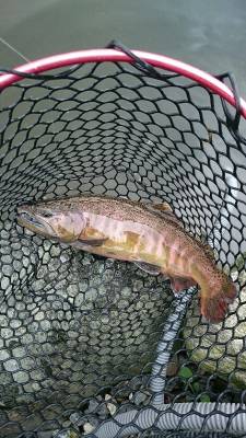 朝霞ガーデン 釣果