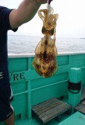 愛海丸 釣果