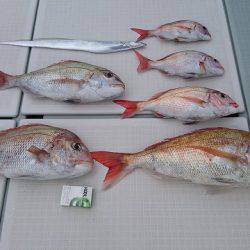 フィッシングボートACE(エース) 釣果