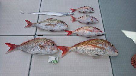 フィッシングボートACE(エース) 釣果