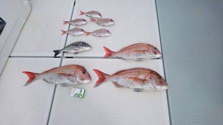 フィッシングボートACE(エース) 釣果