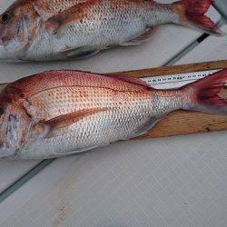 フィッシングボートACE(エース) 釣果