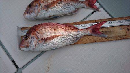 フィッシングボートACE(エース) 釣果