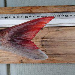 フィッシングボートACE（エース） 釣果