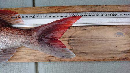 フィッシングボートACE（エース） 釣果