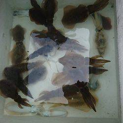 フィッシングボートACE(エース) 釣果