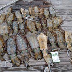 フィッシングボートACE(エース) 釣果