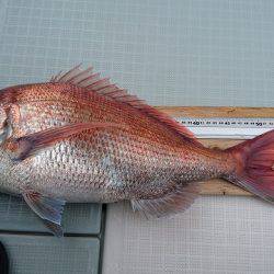 フィッシングボートACE(エース) 釣果