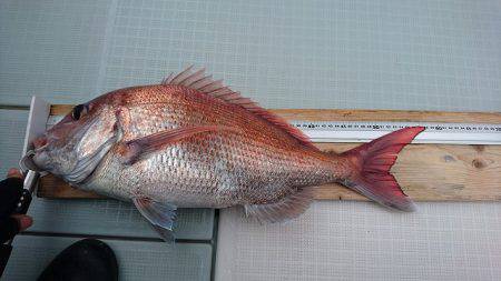 フィッシングボートACE（エース） 釣果