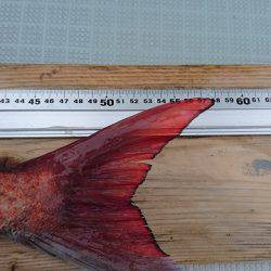 フィッシングボートACE(エース) 釣果