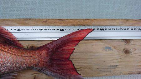 フィッシングボートACE(エース) 釣果