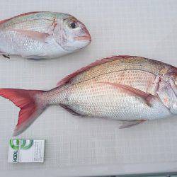 フィッシングボートACE(エース) 釣果