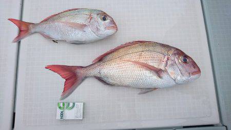 フィッシングボートACE(エース) 釣果