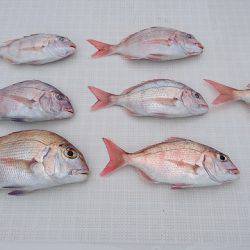 フィッシングボートACE(エース) 釣果