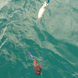 フィッシングボートACE(エース) 釣果