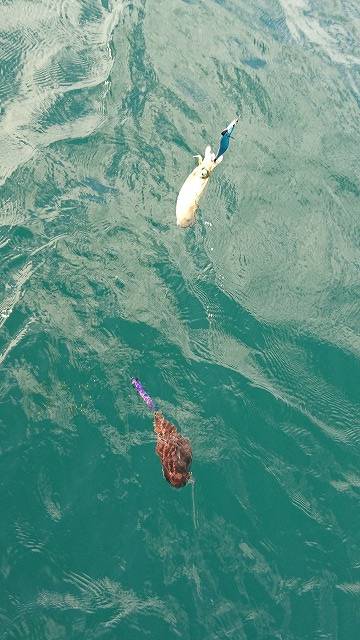 フィッシングボートACE(エース) 釣果