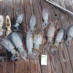 フィッシングボートACE（エース） 釣果