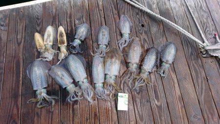 フィッシングボートACE（エース） 釣果