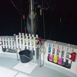 フィッシングボートACE(エース) 釣果