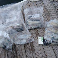 フィッシングボートACE(エース) 釣果