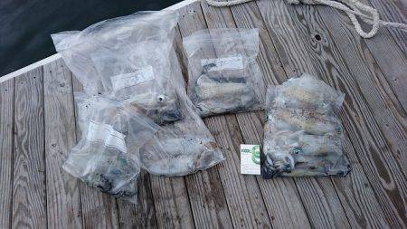 フィッシングボートACE（エース） 釣果