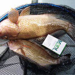 フィッシングボートACE(エース) 釣果