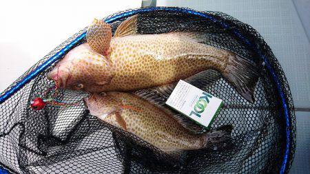 フィッシングボートACE(エース) 釣果