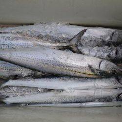 アジアマリンサービス 釣果