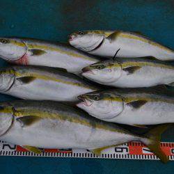 アジアマリンサービス 釣果